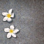 Iridis-63-fr-xgt3fUoBZxLuXN5r